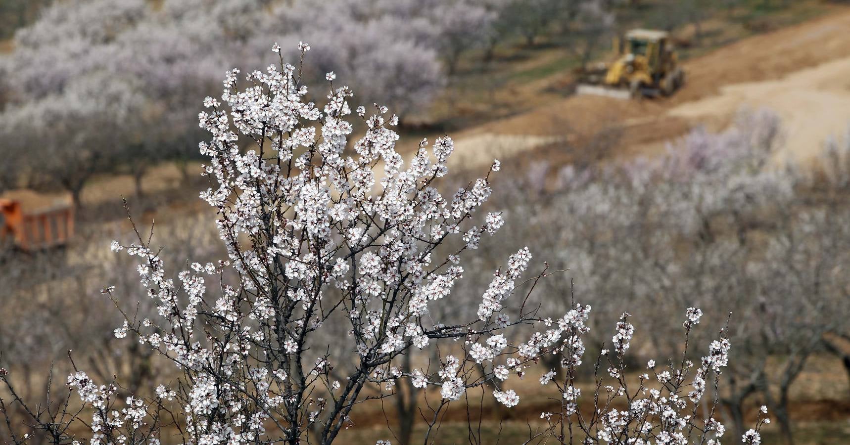 Los árboles tienen ganas de dar carpetazo al invierno