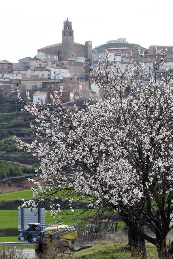 Los árboles tienen ganas de dar carpetazo al invierno