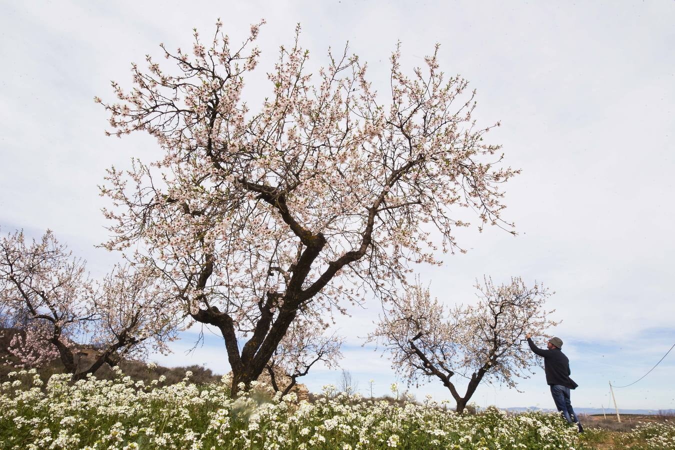 Los árboles tienen ganas de dar carpetazo al invierno