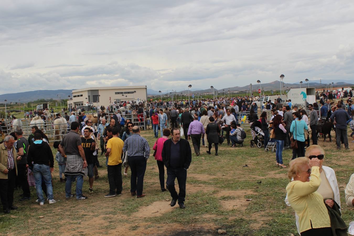 Feria del ganado en Rincón de Soto (I)