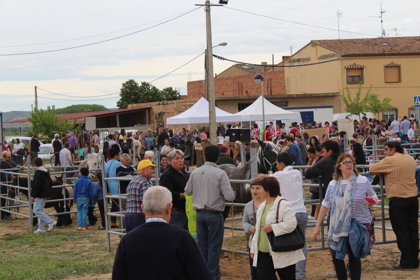 Feria del ganado de Rincón de Soto (II)