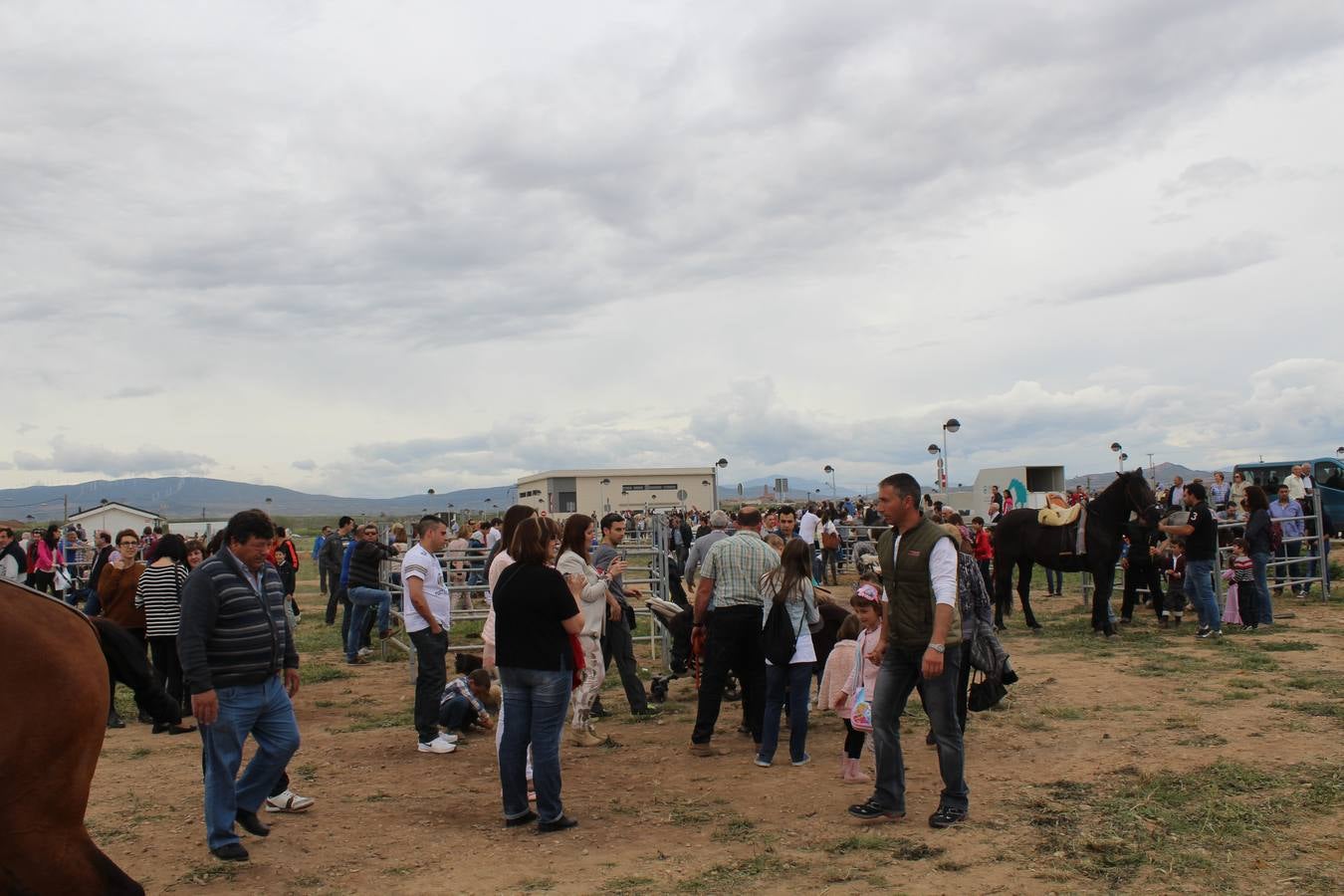 Feria del ganado de Rincón de Soto (II)