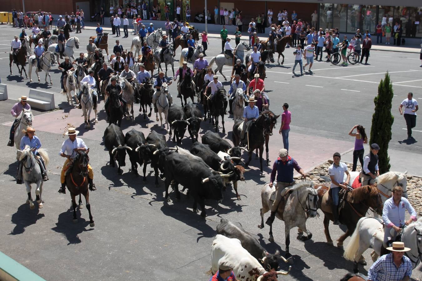 Fiesta de la trashumancia en Arnedo