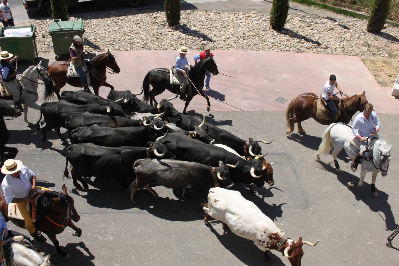 Fiesta de la trashumancia en Arnedo