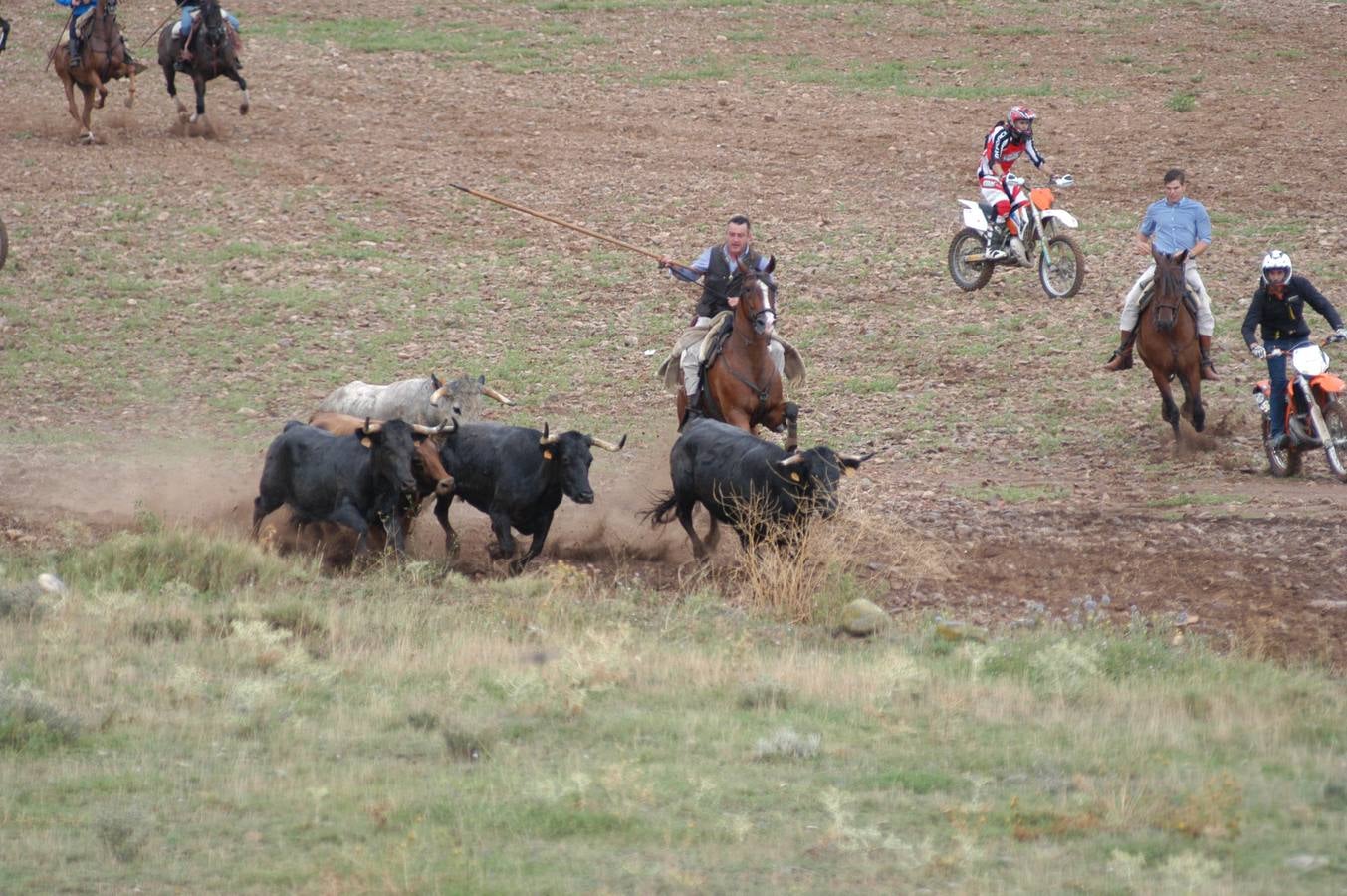 Entrada de vacas en Valverde