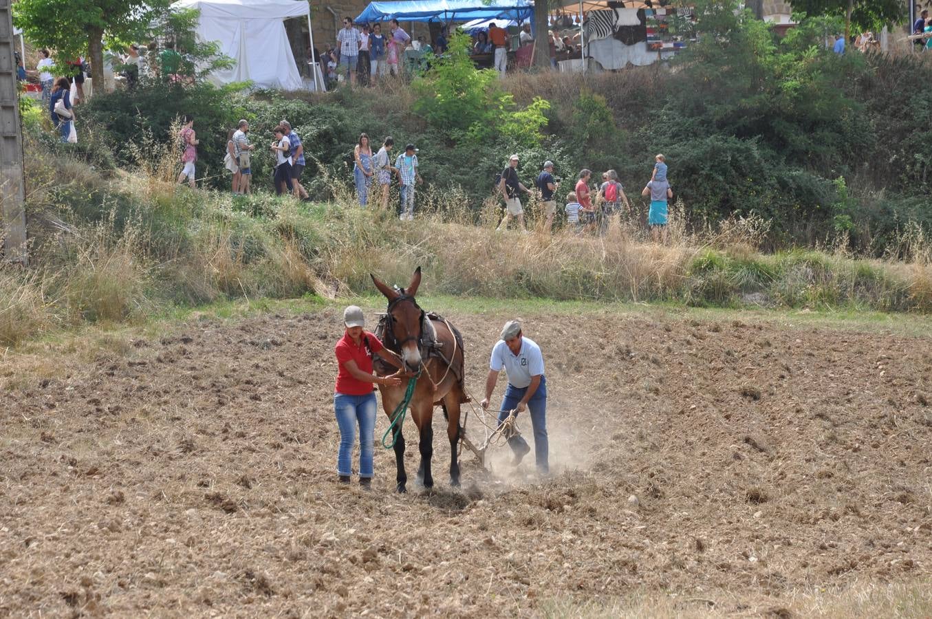Día de los calaos en Rodezno
