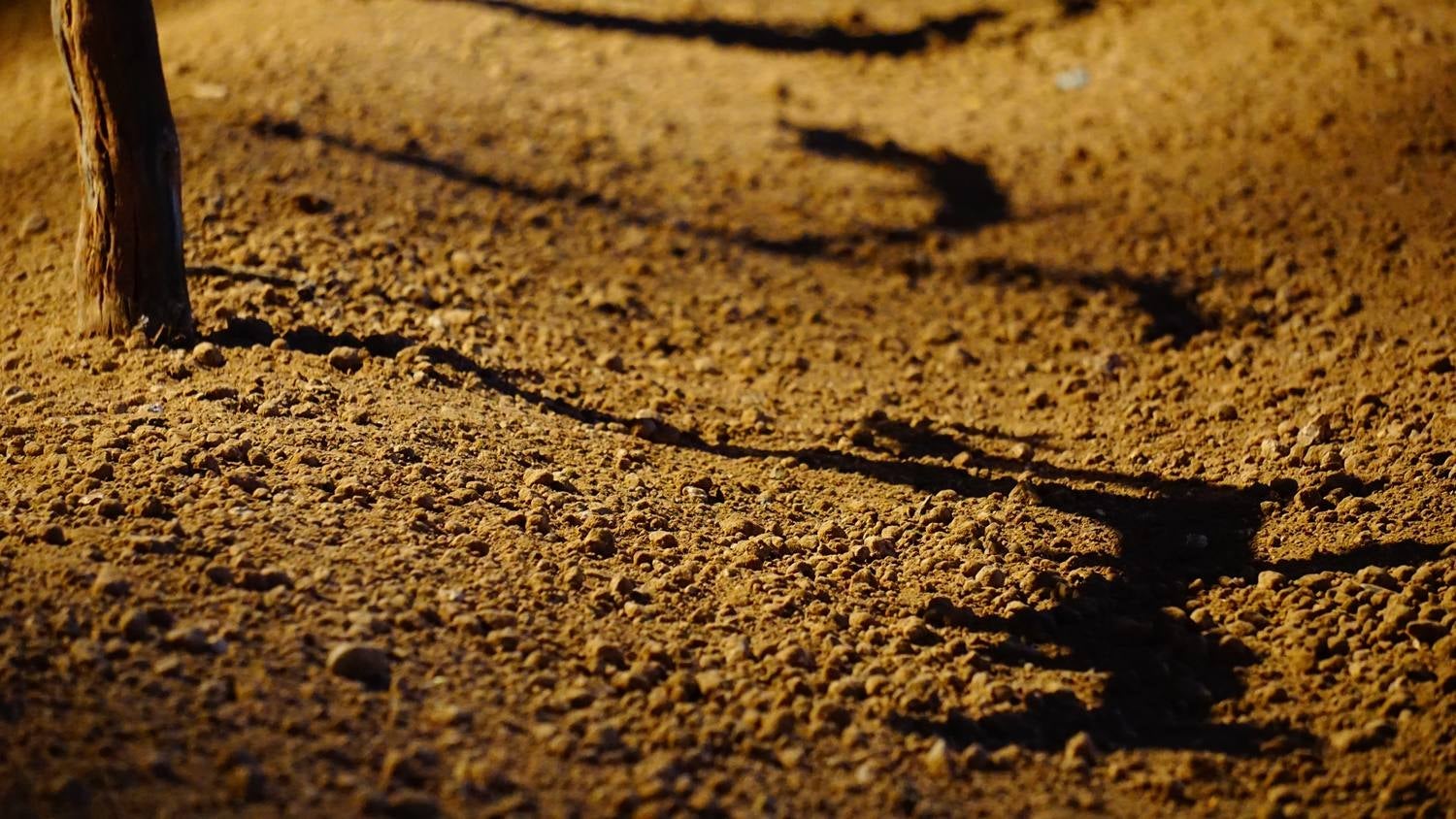 Ojo avizor con la cultura del vino