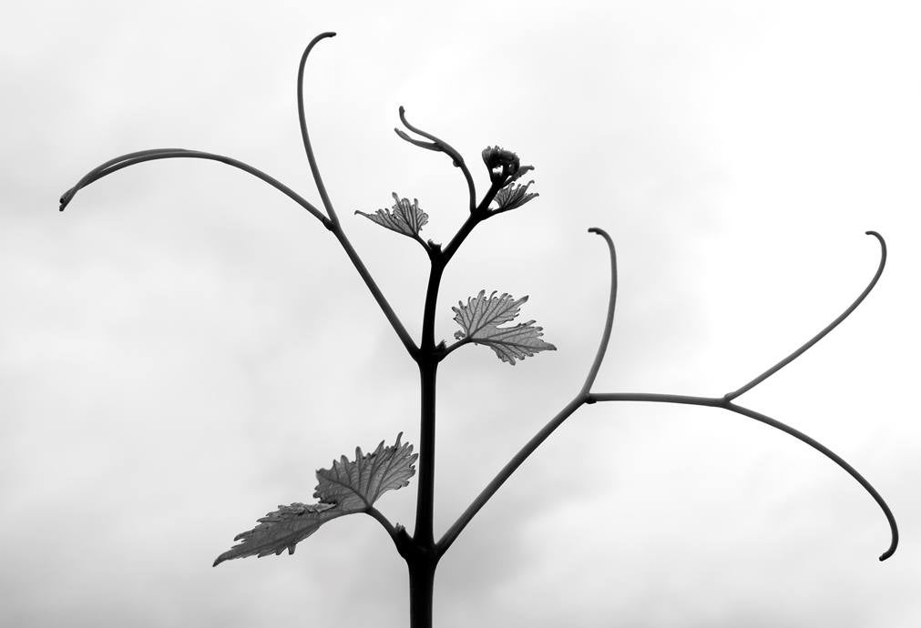 Ojo avizor con la cultura del vino