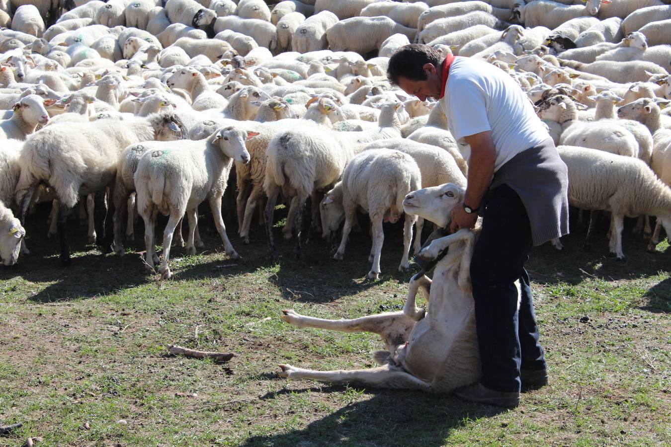 Villoslada de Cameros celebra su tradicional Feria de Ganado