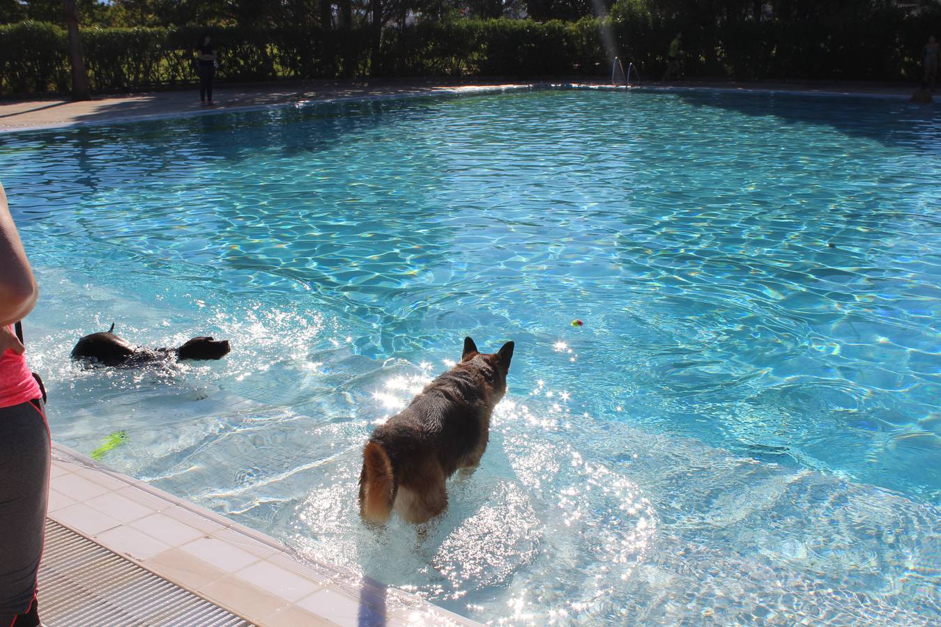 Baño canino en Calahorra