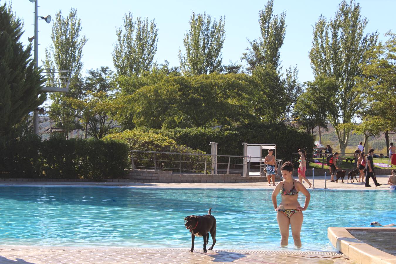 Baño canino en Calahorra