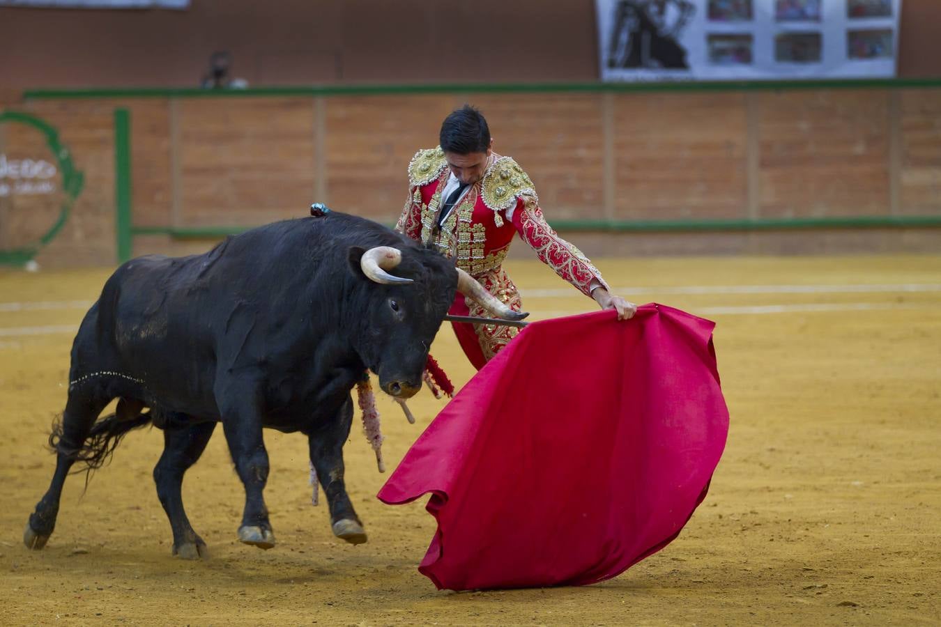 Solitaria oreja para Lorenzo