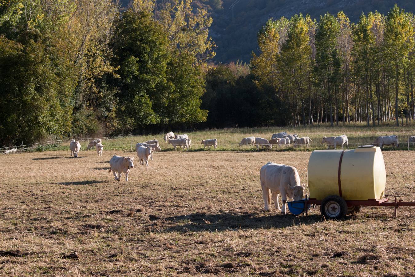 XIII Feria Ganadera y de Artesanía Agroalimentaria, de Ojacastro