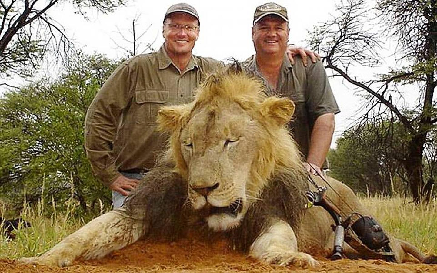 ‘Cecil’, el corazón de Zimbabue. En la reserva de Hwange aún guardan luto por ‘Cecil’, abatido en julio. El espectacular león, de 13 años, fue herido por las flechas del dentista estadounidense Walter Palmer, que abonó 50.000 dólares por la cacería. La agonía del felino más grande de la región duró dos días y escandalizó al mundo. Los responsables no han pagado por ello.