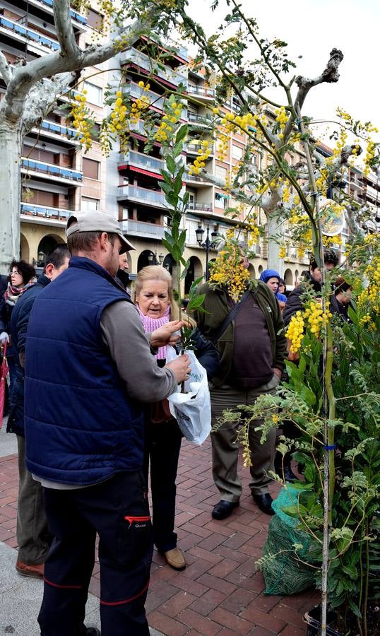 Florece el Espolón