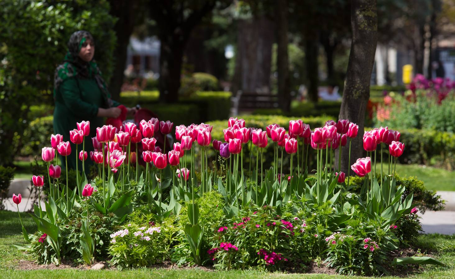 Tulipanes logroñeses