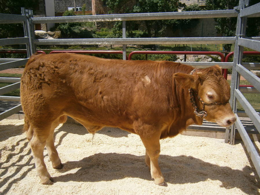 Feria del ganado en Soto en Cameros