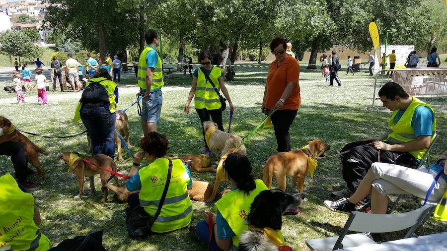 El perro pasea al amo