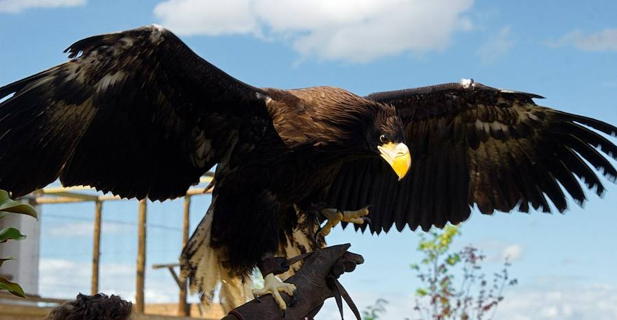 Un Día de La Rioja entre rapaces