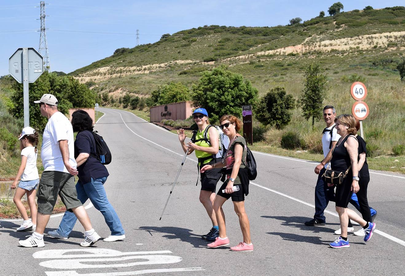 Cuarto y último Paseo Saludable de la 8ª edición al Mirador de los Viñedos