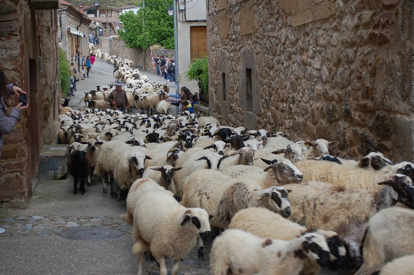 Fiesta de la Trashumancia