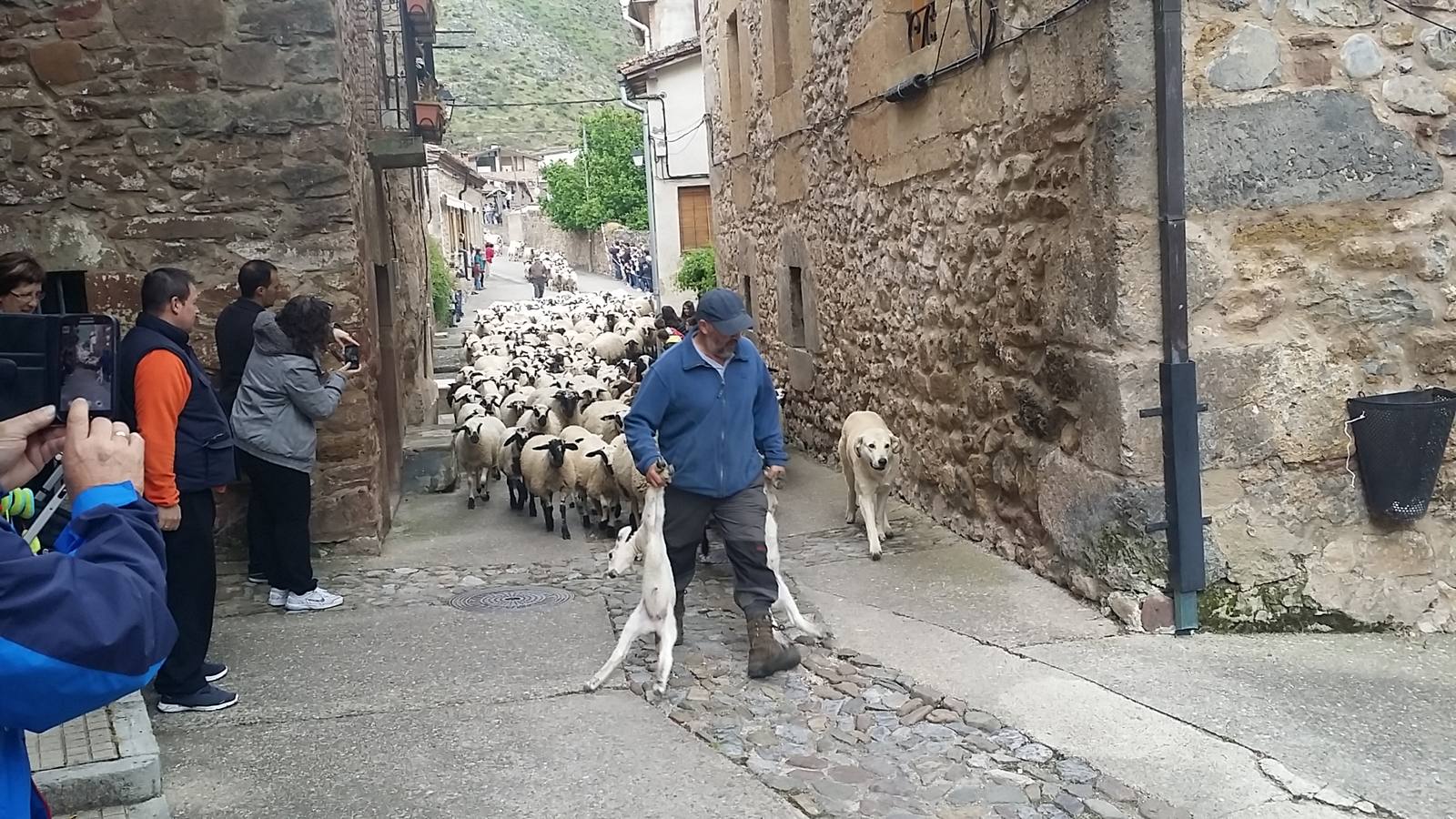 Fiesta de la Trashumancia