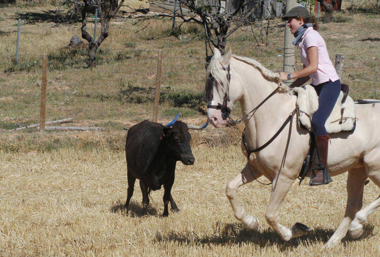 Las vacas toman Valverde (I)