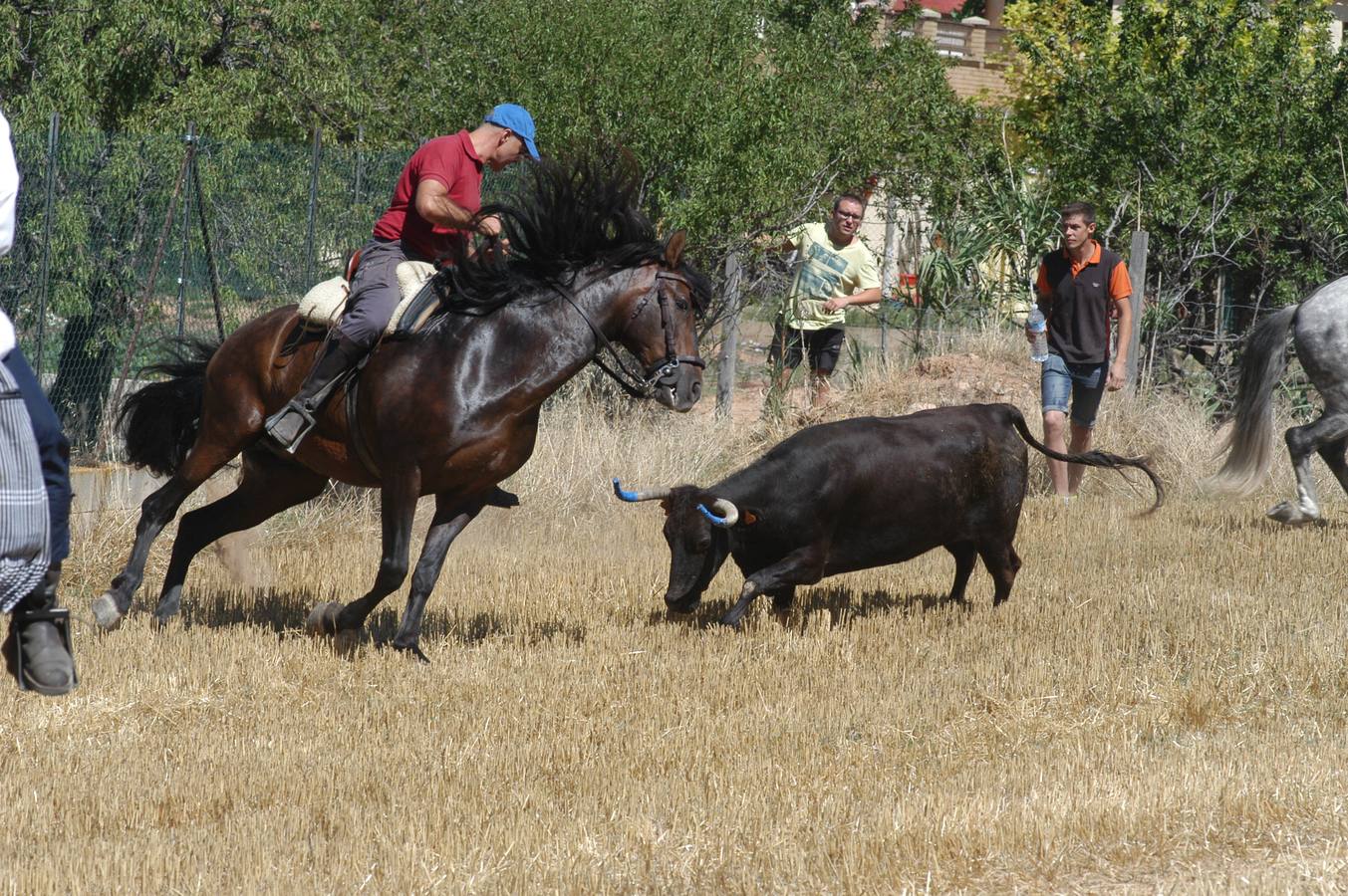 Las vacas toman Valverde (I)