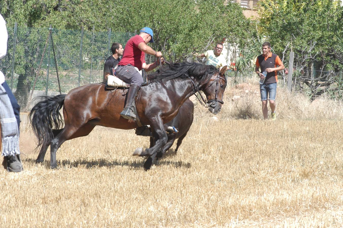 Las vacas toman Valverde (I)