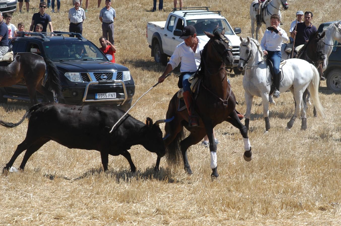 Las vacas toman Valverde (I)