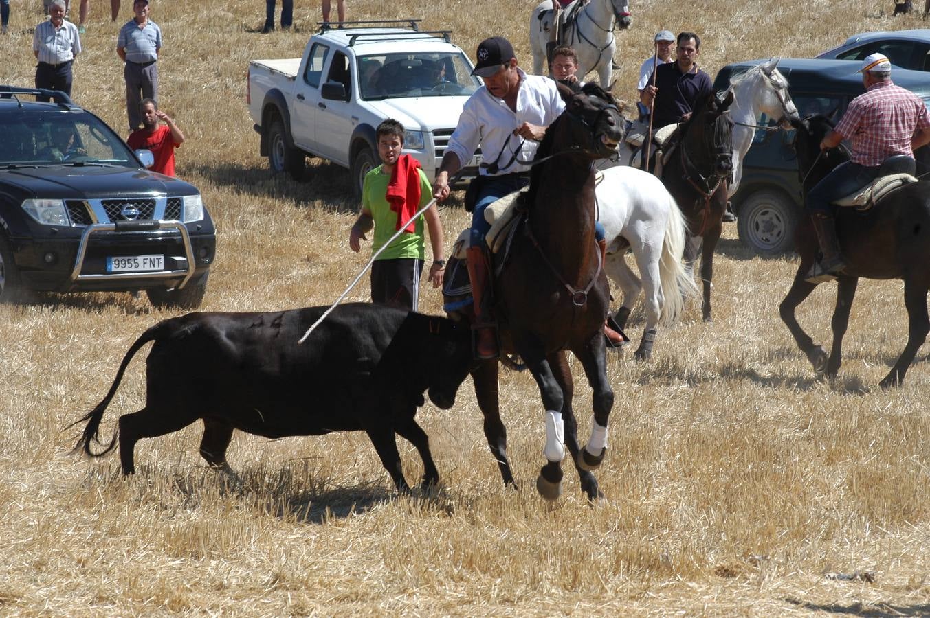 Las vacas toman Valverde (I)