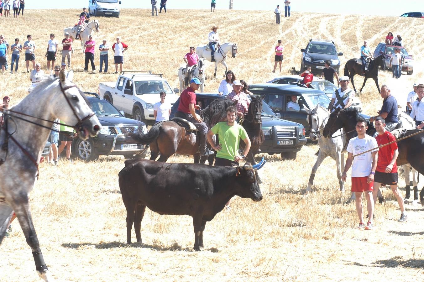 Las vacas toman Valverde (I)