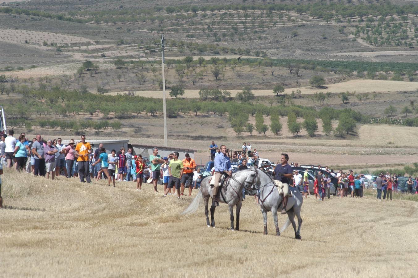 Las vacas toman Valverde (II)