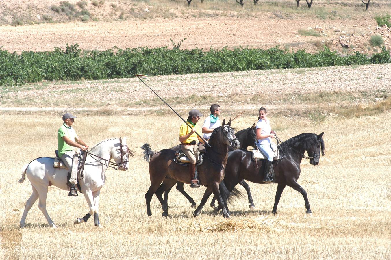 Las vacas toman Valverde (II)