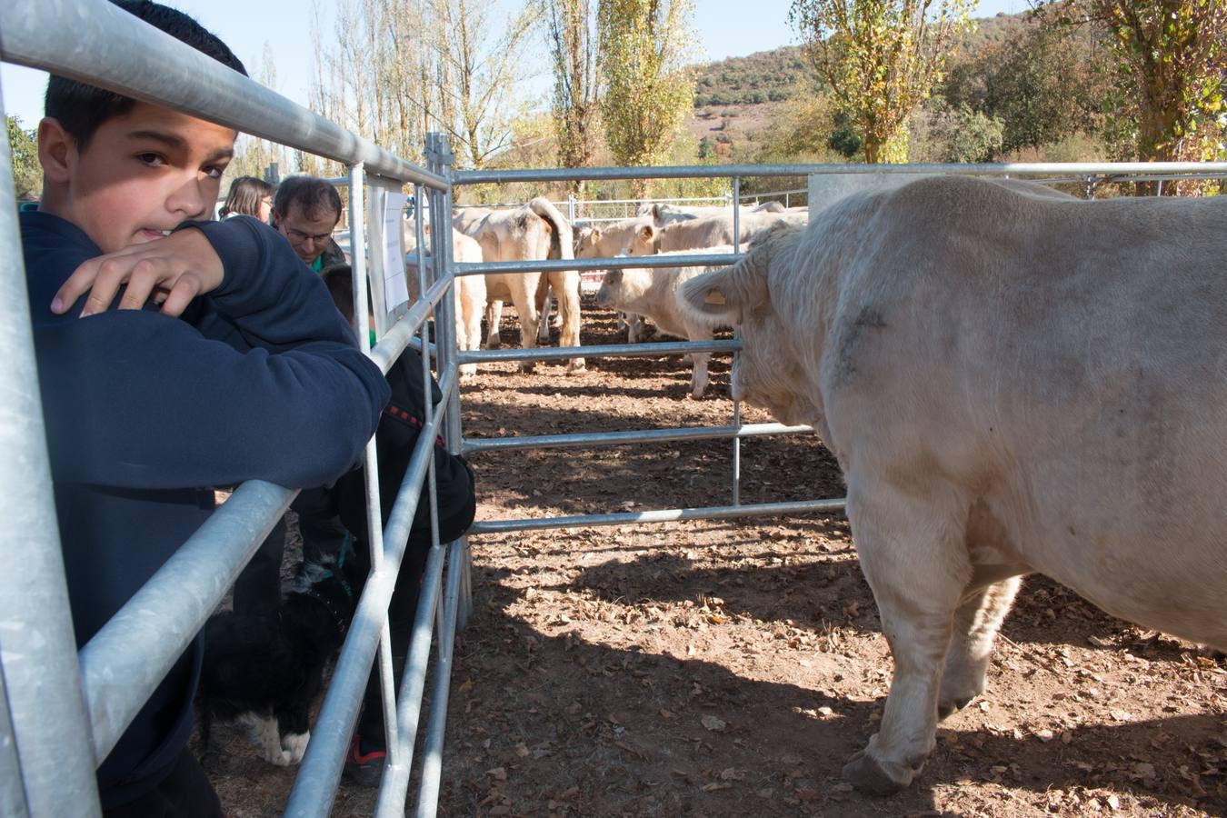 Feria de artesanía y ganadería en Ojacastro