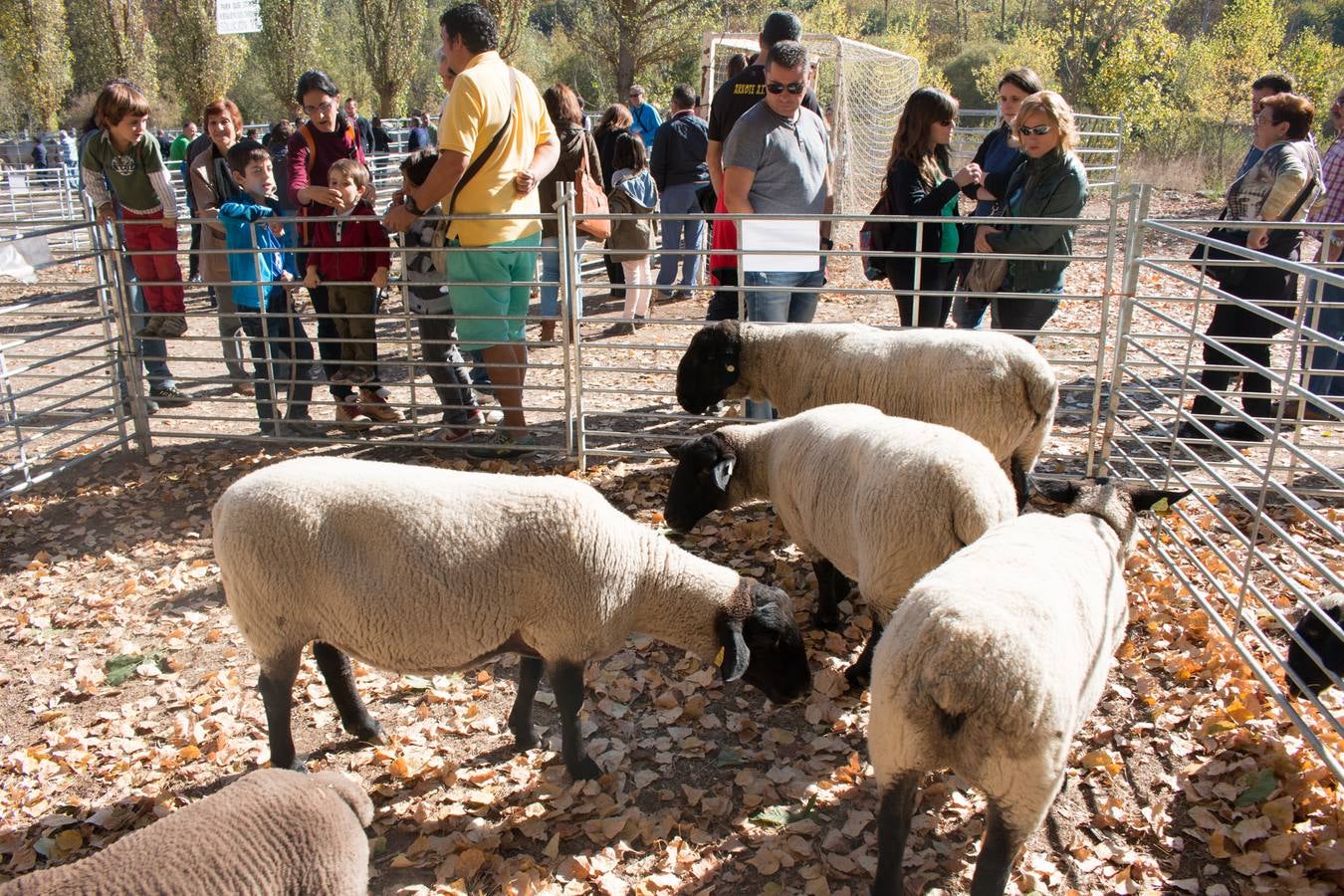 Feria de artesanía y ganadería en Ojacastro