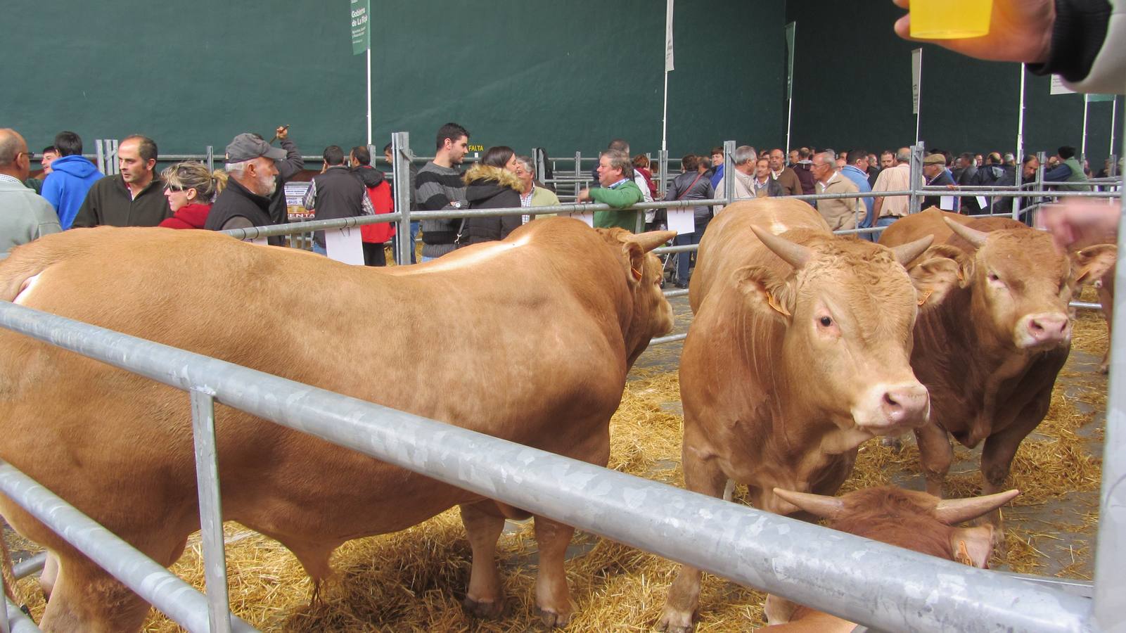 Feria de Ganado Selecto del Camero Nuevo