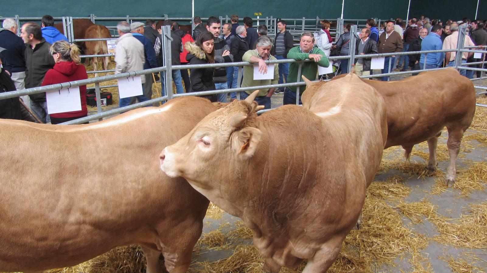 Feria de Ganado Selecto del Camero Nuevo