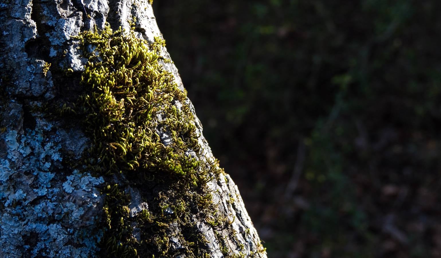 El otoño cambia el paisaje riojano