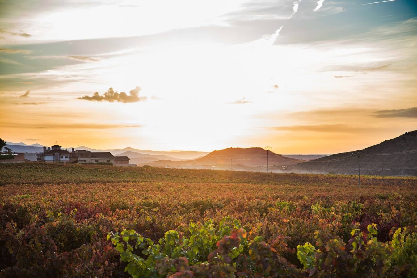 El color del otoño en los viñedos de La Rioja