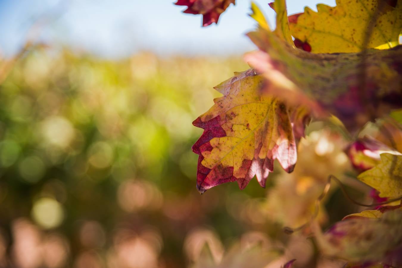 El color del otoño en los viñedos de La Rioja