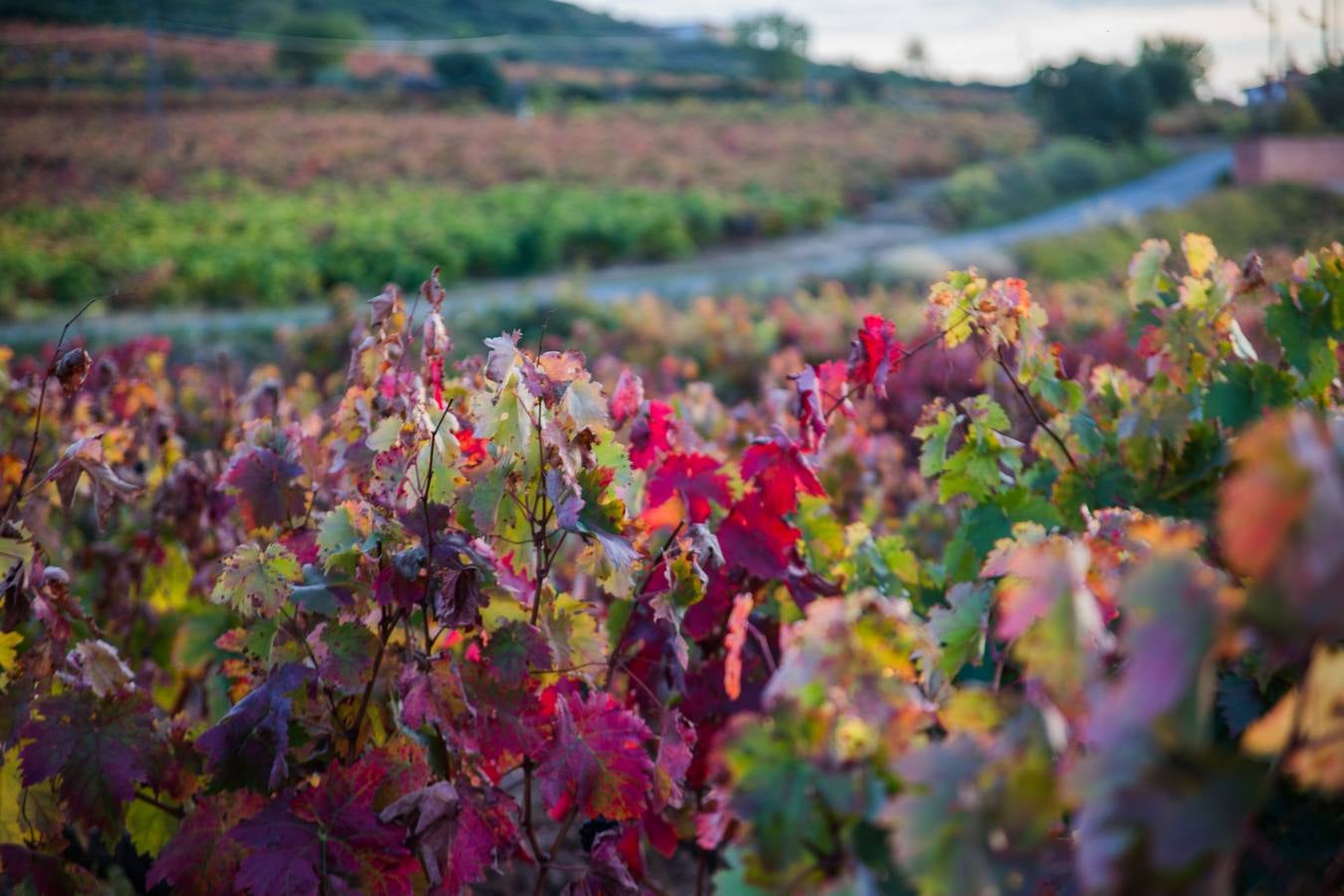 El color del otoño en los viñedos de La Rioja