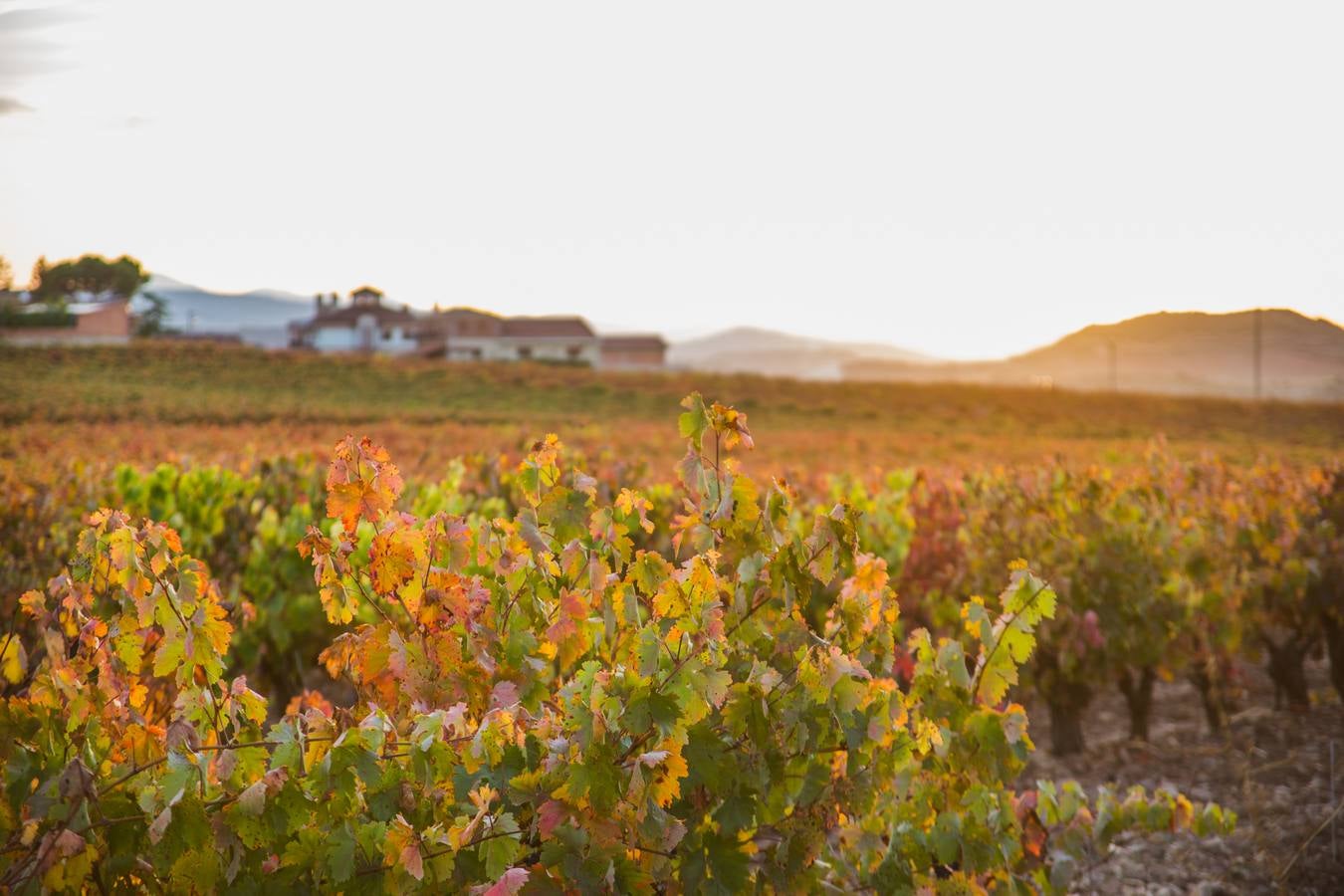 El color del otoño en los viñedos de La Rioja