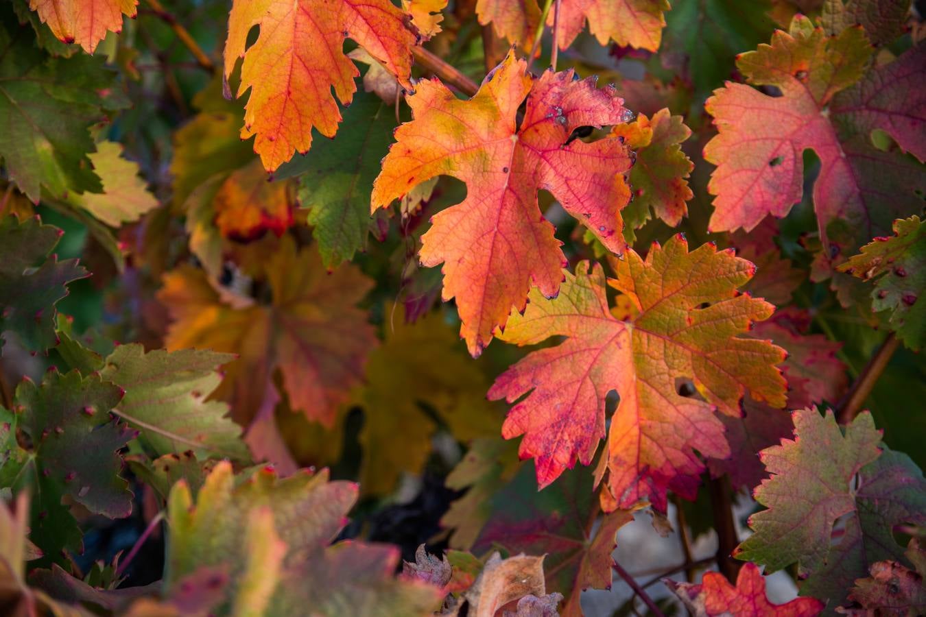 El color del otoño en los viñedos de La Rioja