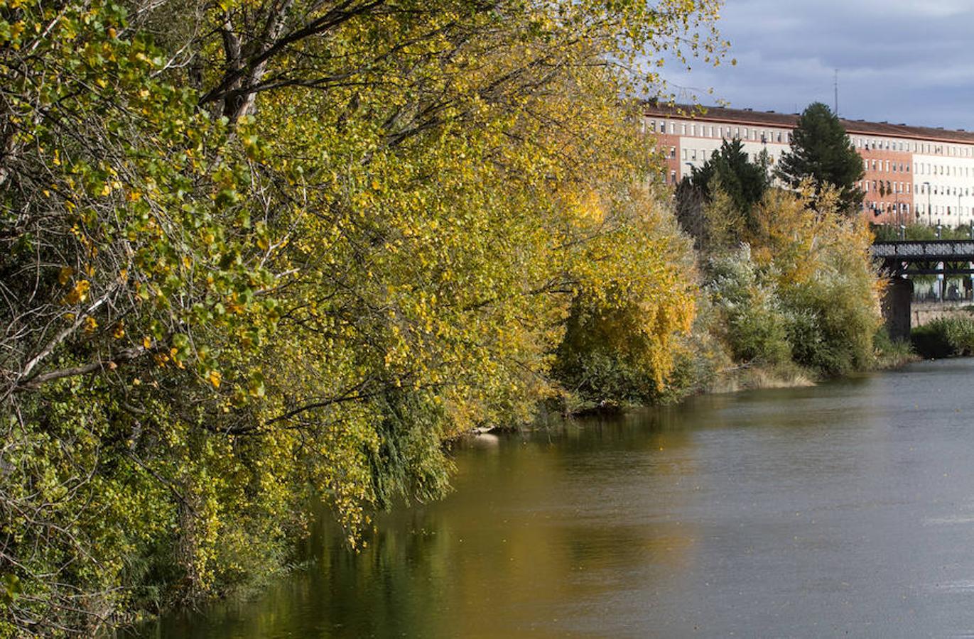 El otoño en Logroño