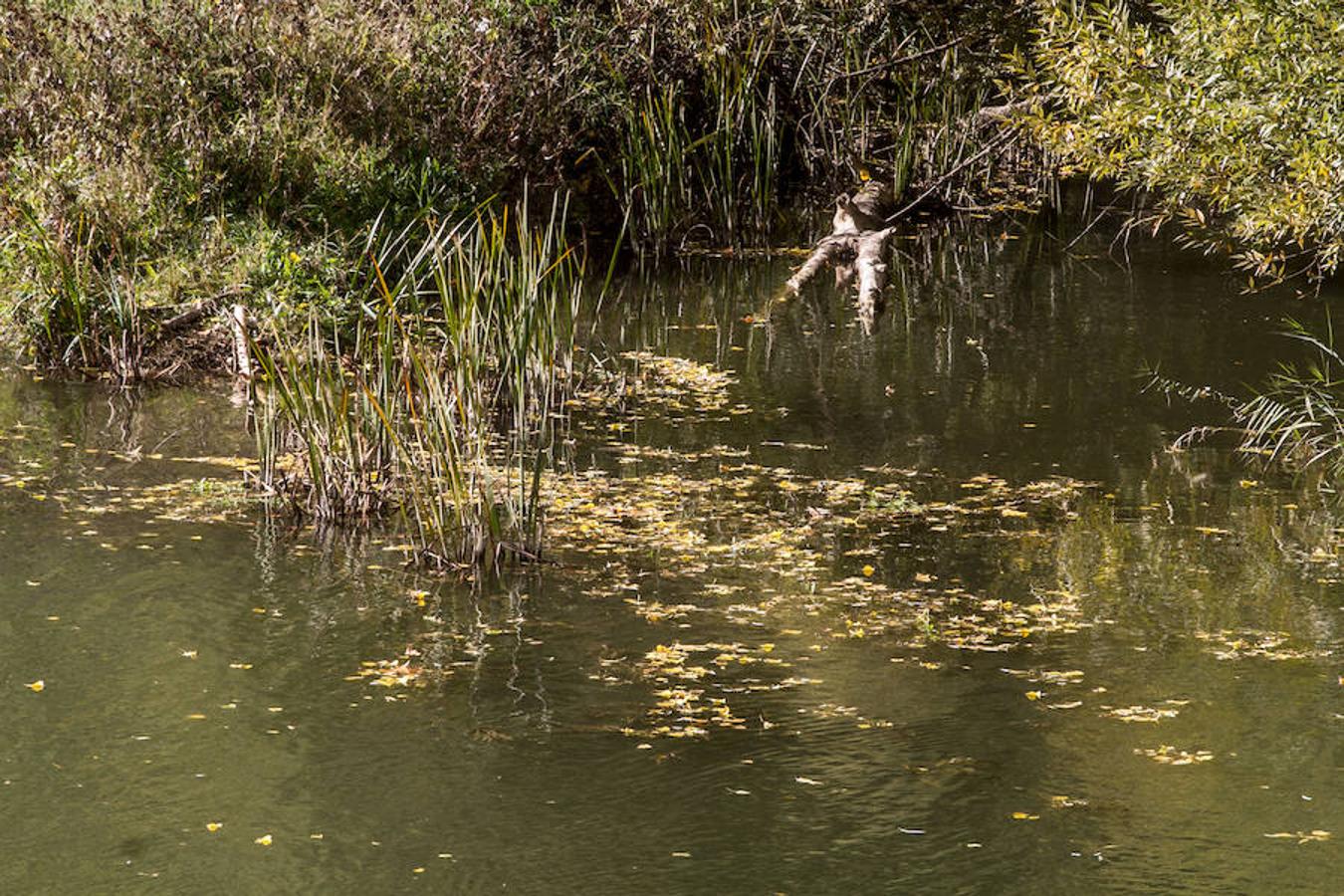 El otoño en Logroño