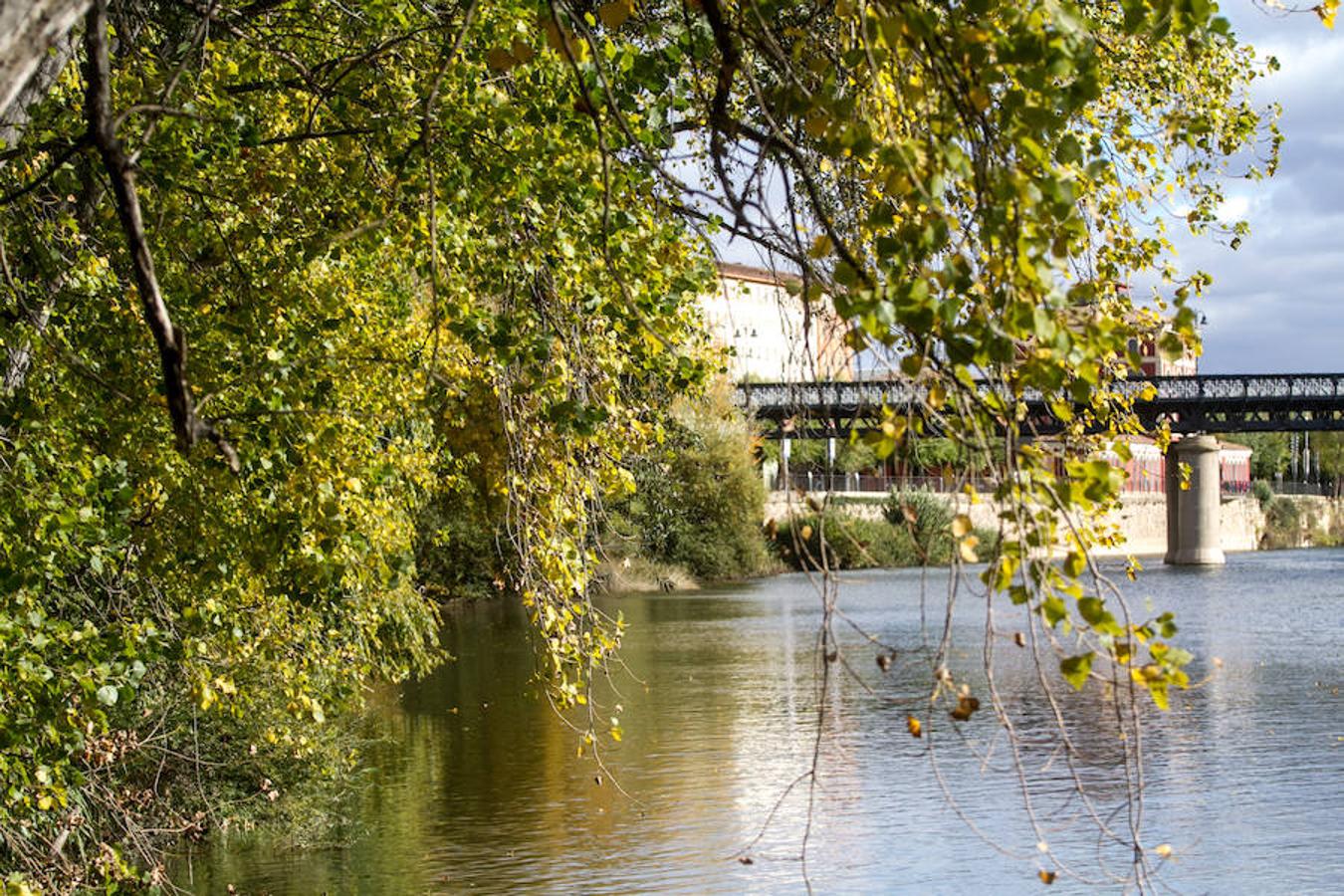 El otoño en Logroño