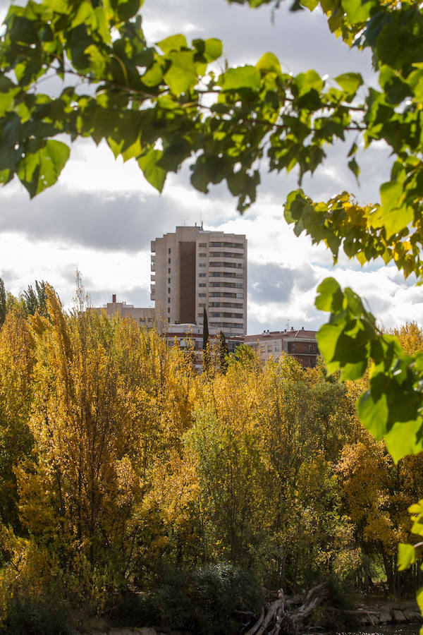 El otoño en Logroño