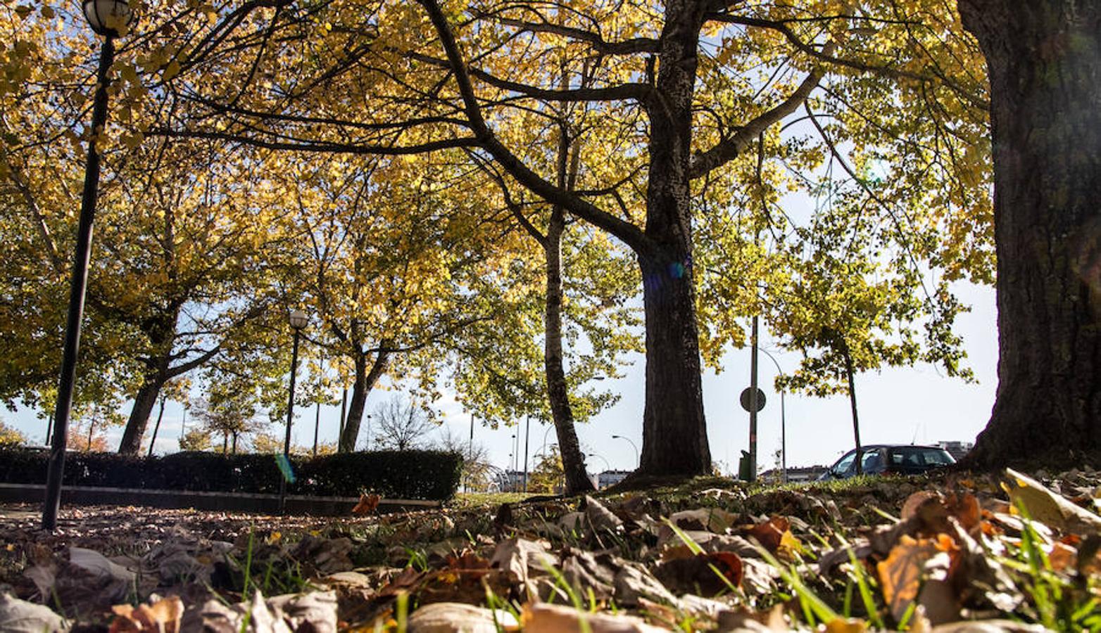 El otoño en Logroño