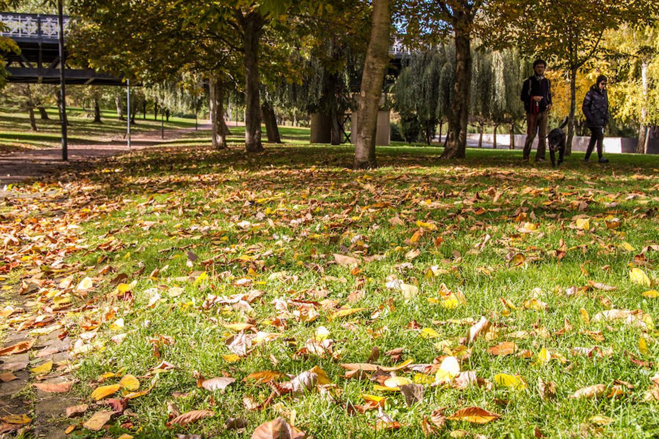 El otoño en Logroño